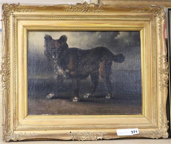 19th century English School, oil on canvas laid on card, portrait of a dog in a stormy landscape, 28 x 38cm